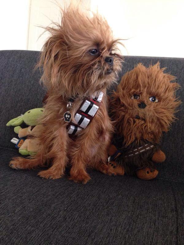 chewbacca dog