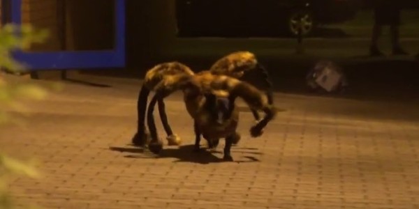 mutant_spider_dog_prank
